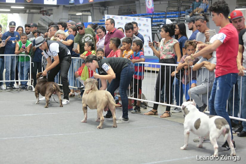 PERROS BULL1